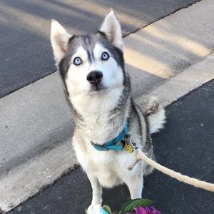 Meet your Posher, Peighton